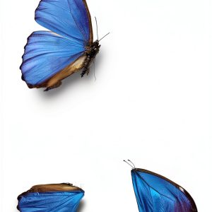 Personality Disorders Kindle by Plume 272 Pages-0